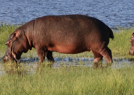 chobe nijlpaarden 1
